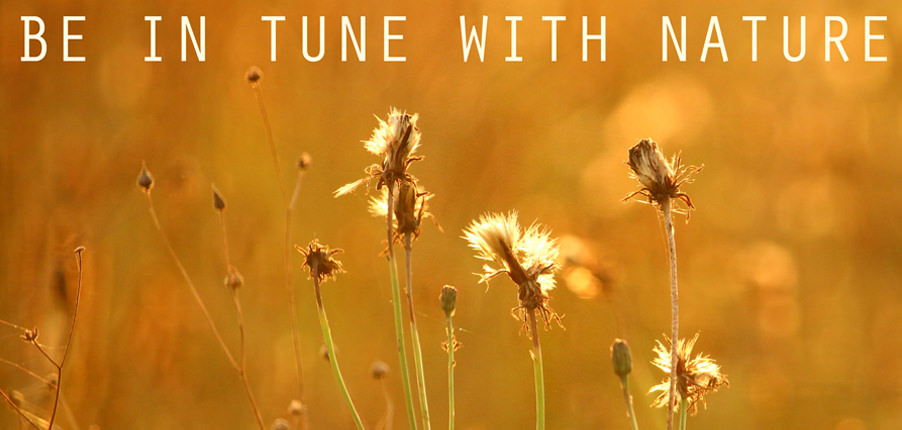 be-in-tune-with-nature be-in-tune-with-nature