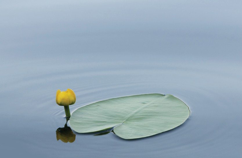purity-weaves-destiny purity-weaves-destiny