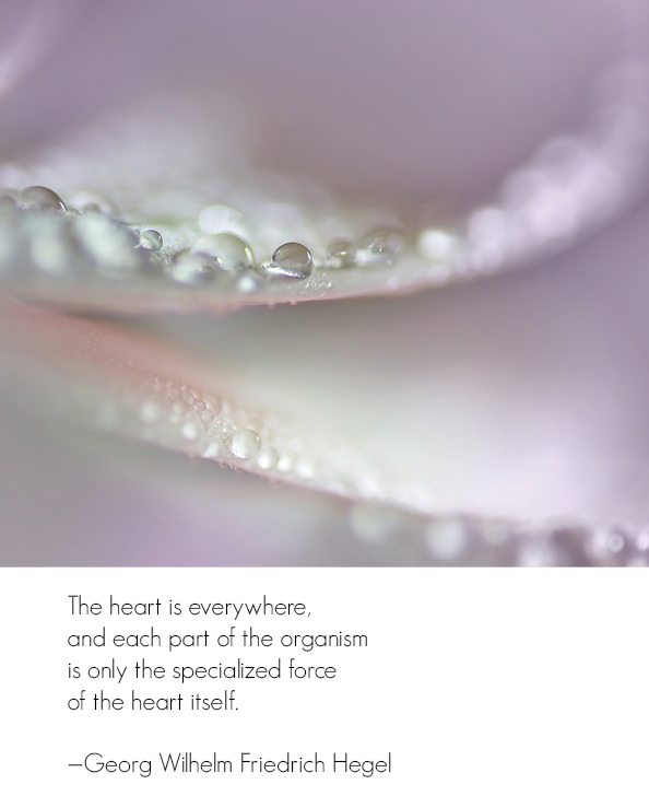 the-heart the-heart