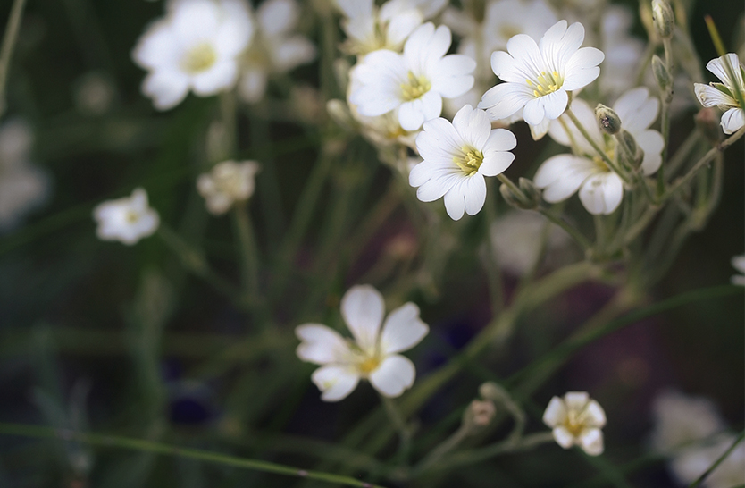 Chickweed – part 2 Chickweed – part 2