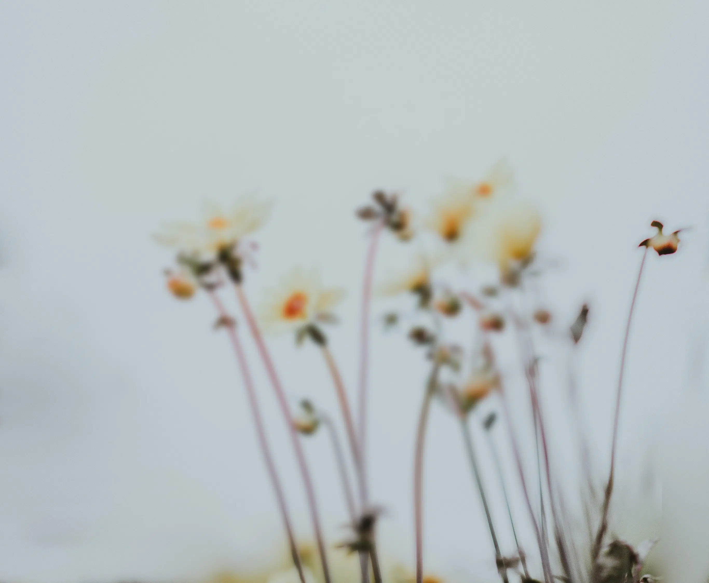 Banner Background