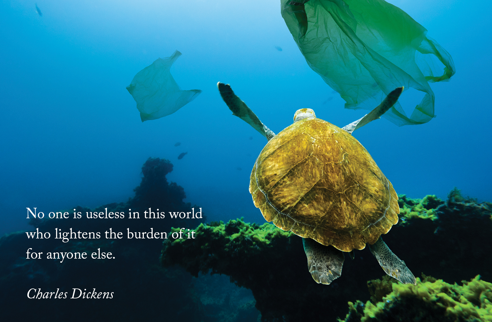 No one is useless in this world No one is useless in this world